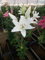 [5675 VZ W09 0976-01 No01.JPG]